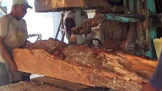 Kayu Langkabergetah dan harum aromanyaproses menggergaji kayu damar di sawmill woodworking [upl. by Asirret]