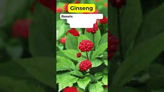 Ginseng Health Benefits Herbal Plant holistic ginsengbenefits herbalmedicine [upl. by Koehler361]