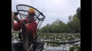 Mattawoman Creek Snakeheads [upl. by Enillebyam]