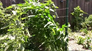 Corn Blowing Over in the Wind How I Kept Our Corn From Blowing Completely Over [upl. by Raama645]