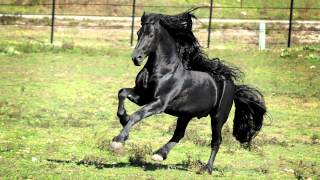 WORLD FAMOUS FRIESIAN STALLION [upl. by Bari645]