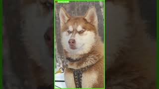 These 10 Dogs Look Really Like Wolves  Shikoku inu  Tamaskan Dog  Czechoslovakian Wolfdog shorts [upl. by Nelleoj312]