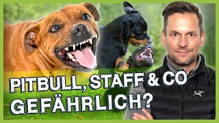 KAMPFHUNDE – Wie gefährlich sind Pitbull Staff amp Co wirklich [upl. by Nylyram]