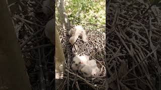 falcon bird babies P 12 shortvideo shortsfeed [upl. by Dickinson]