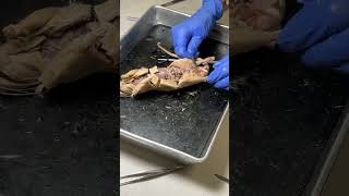 Rat Dissection Review Male Reproductive [upl. by Frolick679]