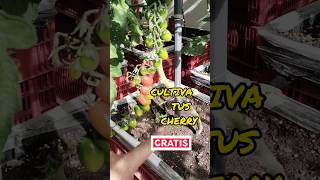 TOMATERAS 🍅 CHERRY EN MACETAS FACIL CULTIVO EN CASA 🏠🌱 shortvideo [upl. by Ahsaret]