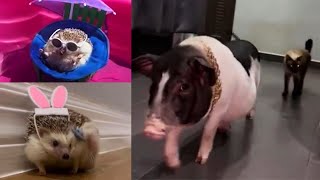 unbelievable cute Hedgehog and animals lifestyle you have to see [upl. by Asirrom]