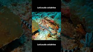 Laticauda colubrina shortvideo animals ularularlaut [upl. by Mailiw139]