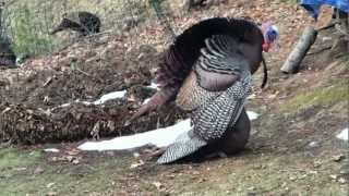 Wild Turkeys Mating March 25 2013 [upl. by Letsyrc]