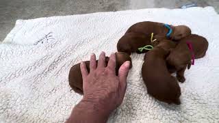 Trigger 2 week old puppies [upl. by Judson]