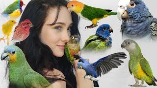 Pros and Cons of These Top 10 Beginner Parrots  Parakeets Conures Parrots and More [upl. by Aihselef]