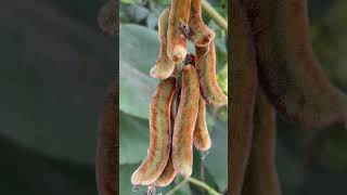 বাংলা নাম আলকুশি। Mucunapruriens monkeytamarind velvetbean Fabaceae botany lifescience [upl. by Isnyl623]