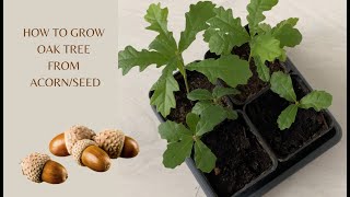 How to Propagate Oak Tree from Acorn Seed [upl. by Aikehs]