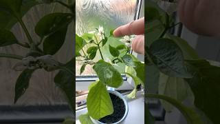 How to pollinate indoor pepper plants garden gardening pollinate [upl. by Esyned372]