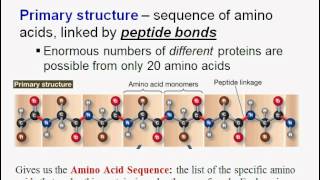 Macromolecules Part Two Proteins [upl. by Amitak391]