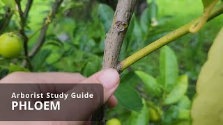 Phloem  Tree Biology [upl. by Ecinreb]