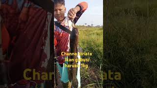 Channa striata ikan gabusharuan 1 kg shorts [upl. by Naitsirc]