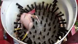 How to pluck a chicken in 14 seconds  Homemade Whizbang Chicken Plucker [upl. by Blancha987]