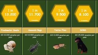 Probability Comparison Death by Animals Attack [upl. by Bartholomew685]