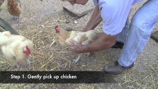 Poultry Newcastle Vaccination [upl. by Lydnek806]