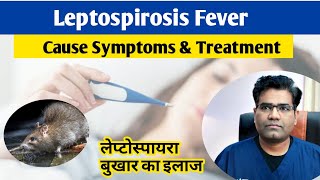 Leptospira Infection Cause Symptoms and Treatment in hindi  Leptospirosis  Fever [upl. by Hughett]