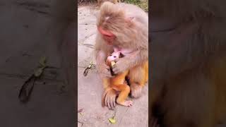 Adorable Interaction Mom and Baby Monkey Gaze [upl. by Anairda]