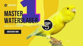 Malinois Waterslager Canary Training Song Master episode 5 وتر سلاجر [upl. by Kcirdde13]