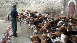 Crazy feeding frenzy with the hounds at Chateau Cheverny [upl. by Eojyllib]