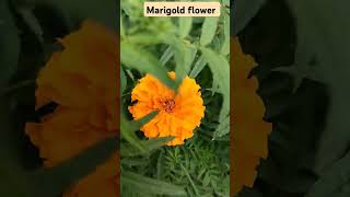 Marigold flower gardening beautifulfloweryellowflowers [upl. by Rakabuba]