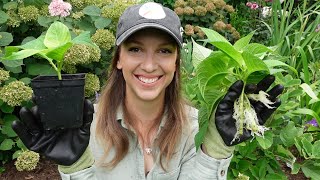 How to Propagate Hydrangeas A Quick Easy and Effective Way to Propagate Unpatented Hydrangeas [upl. by Sakiv564]