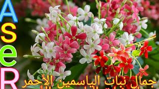 كيف يتم زراعه نبات الياسمين الأحمر Quisqualis plant ما اجمل رائحتها الفواحه [upl. by Dobson982]