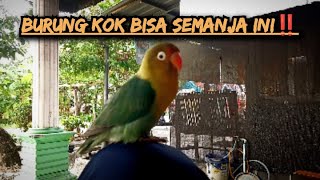 Burung kok bisa semanja ini⁉️lovebirdjinak [upl. by Egag61]