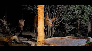 Łanie 🦌WildlifePulseLive Leśny Zakątek 11022024 [upl. by Garfinkel]