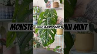 Monstera Adansonii Mint Propagation houseplants indoorplants indoorgardening indoorjungle [upl. by Geiss]