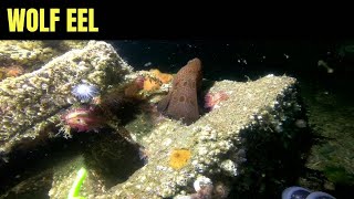 Wolf Eel 17  Salish Sea Marine Wildlife [upl. by Leanne]