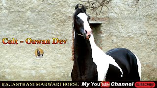 Marwari Horse colt Pawan Dev Sire by Dev Ratan ll mama stud farm [upl. by Nayb601]