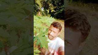 Amage Ror Ama gee landa  💑💑Santali short video 💘💘viral [upl. by Aenej212]