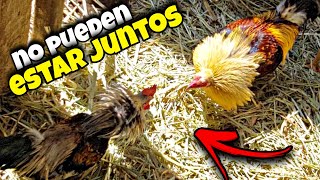 Mis PATOS y GALLINAS ya pusieron huevos [upl. by Nimajnab]