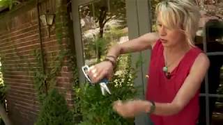 Easy Potted Plant Pruning Tips  KFOR 4 Your Garden [upl. by Nichy]