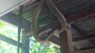 Snakes perform a dominance dance in the Daintree Rainforest [upl. by Barbra]