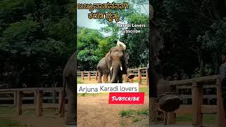 ಕರಡಿ ಬಬ್ರುವಾಹನ ಅರ್ಜುನ abhimanyu elephant ಭೀಮ arjuna elephant dasaraelephant bhimabhima [upl. by Oivalf]