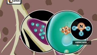 Nitrogen Cycle  Science [upl. by Amadeus]