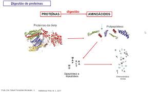 Digestão proteínas absorção e metabolismo de aminoácidos  Videoaula de quotBioquímicaquot [upl. by Aynatahs]