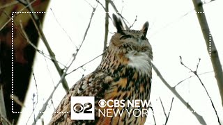 Owl that escaped Central Park Zoo still flying free 1 year later [upl. by Janek]