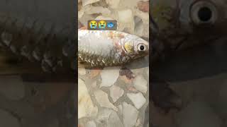 My new 😭silverfish 😭died sad 😭 trendin😭g viral short 😭😭😭😭😭😭😭😭😭😭😭😭 [upl. by Estrin]