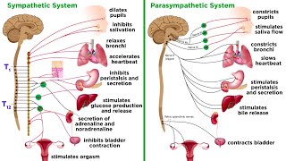 The Autonomic Nervous System Sympathetic and Parasympathetic Divisions [upl. by Ridan332]