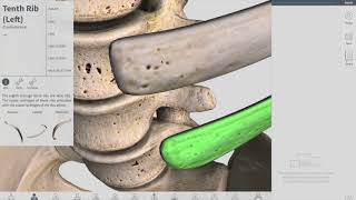 Joints of Thorax  Thorax part 3 Anatomy [upl. by Ahsieit]