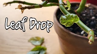 Stop Begonia Maculata leaves from dropping Tips and Tricks [upl. by Joe902]