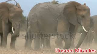 Elephants eating viewed up close in the sun [upl. by Edras]