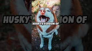 Why Siberian Huskies Howl Fun Facts [upl. by Kramer]